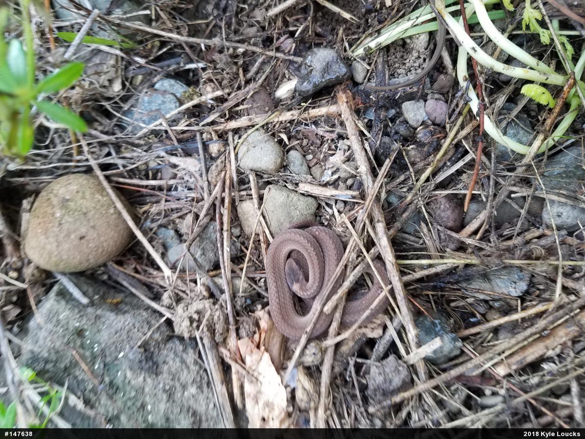 Red-bellied Snake