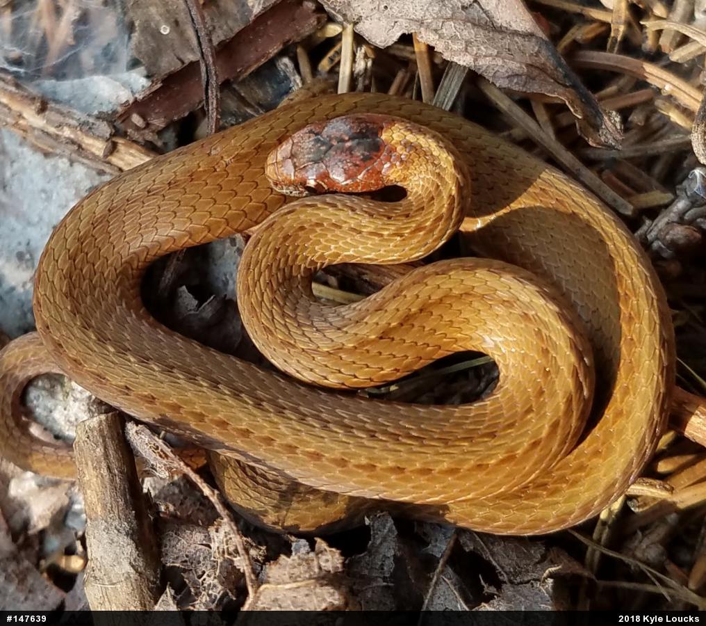 Red-bellied Snake