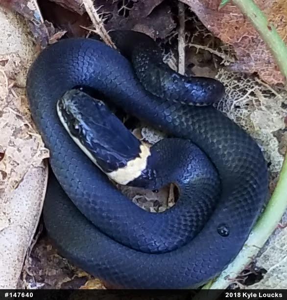 Northern Ring-necked Snake