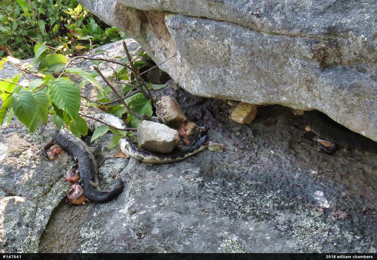 Timber Rattlesnake