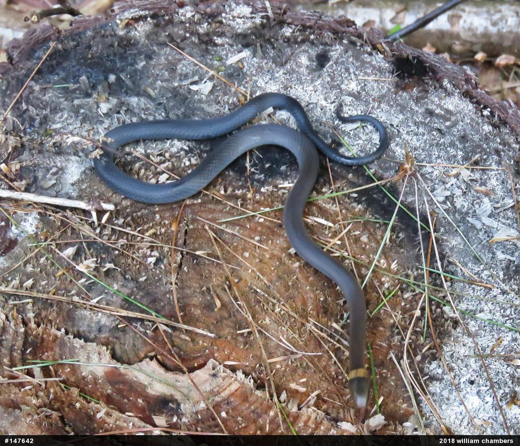 Northern Ring-necked Snake