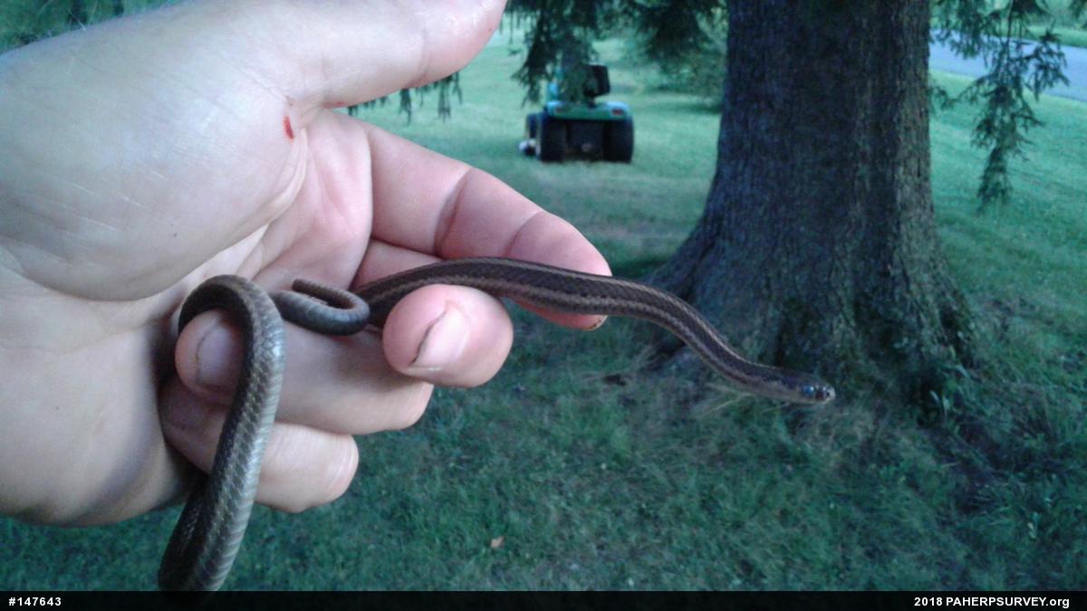 Shorthead Gartersnake
