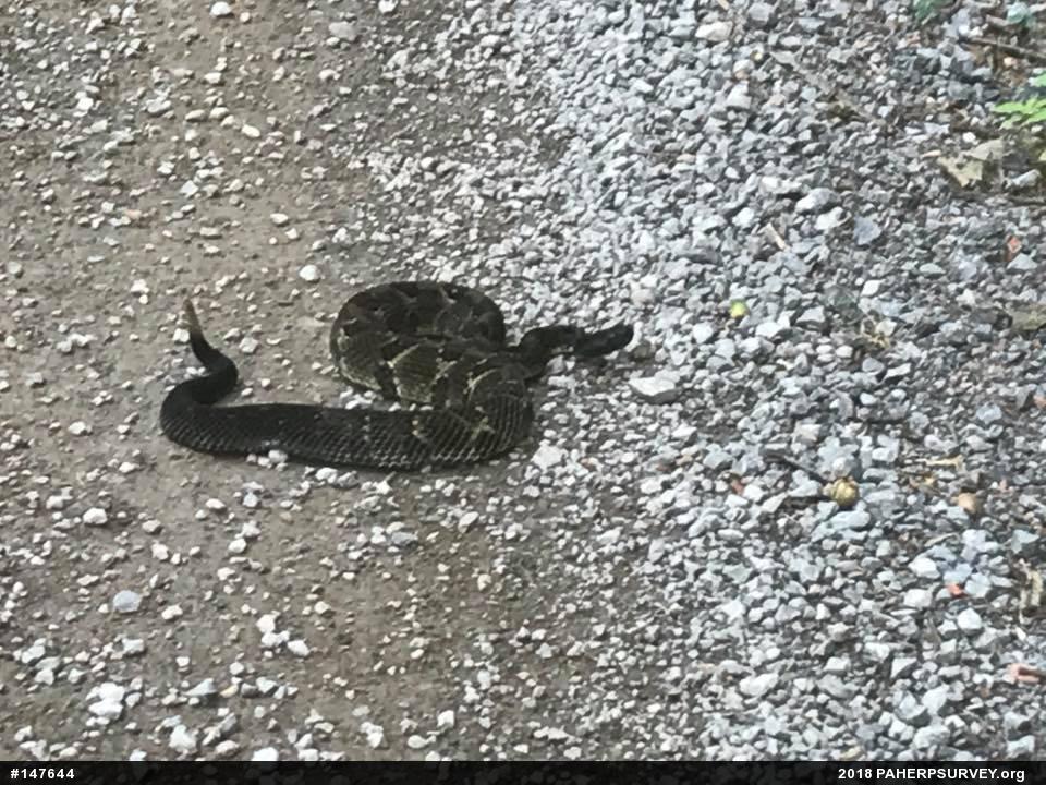 Timber Rattlesnake