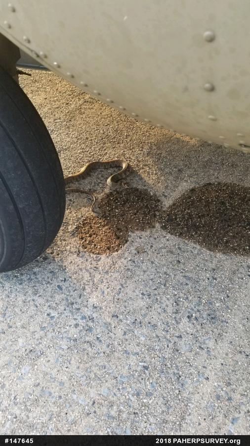 Northern Watersnake