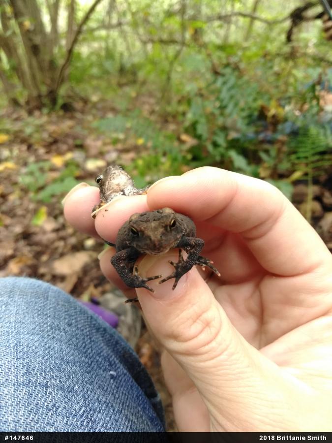 Eastern American Toad