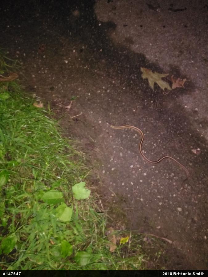 Eastern Gartersnake