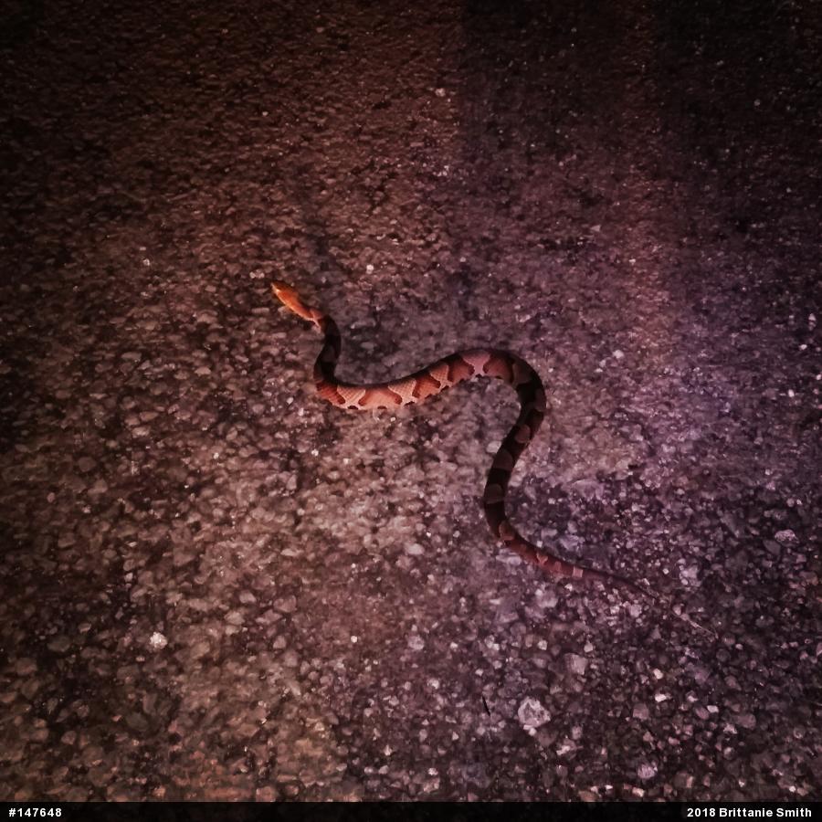 Northern Copperhead