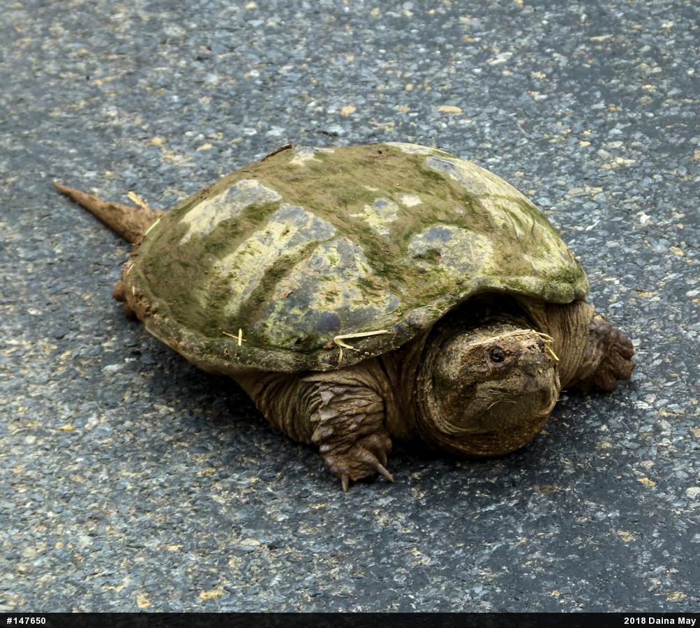 Snapping Turtle
