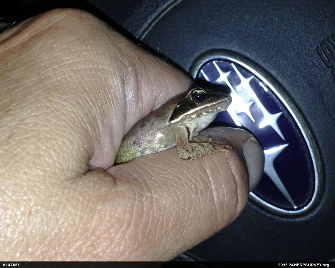 Wood Frog