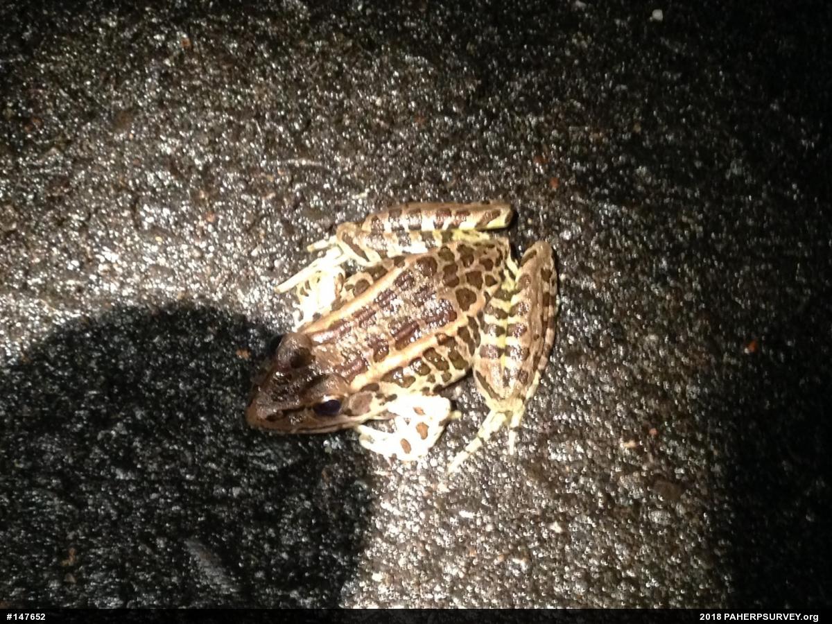 Pickerel Frog