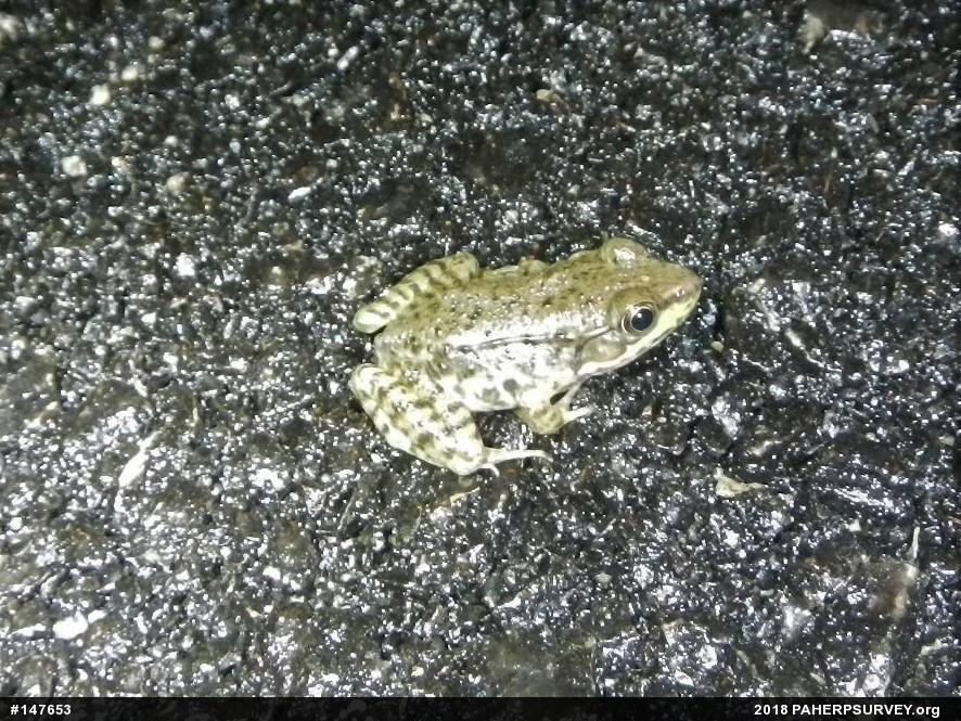 Green Frog