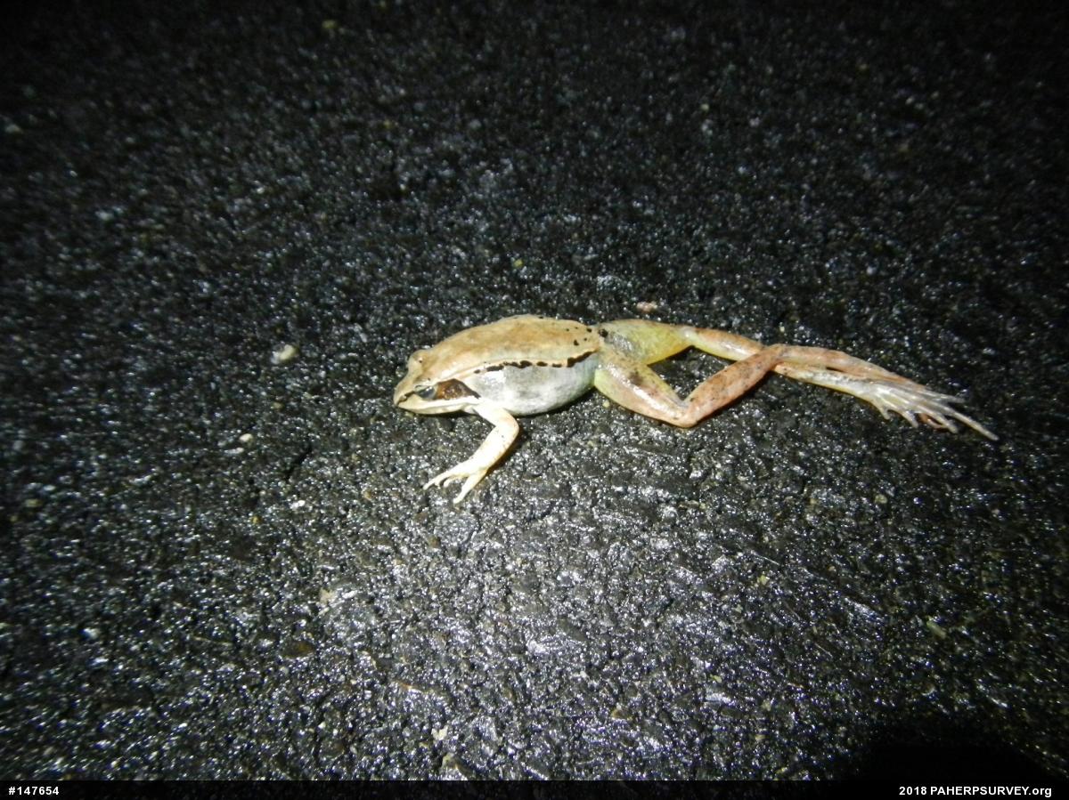 Wood Frog