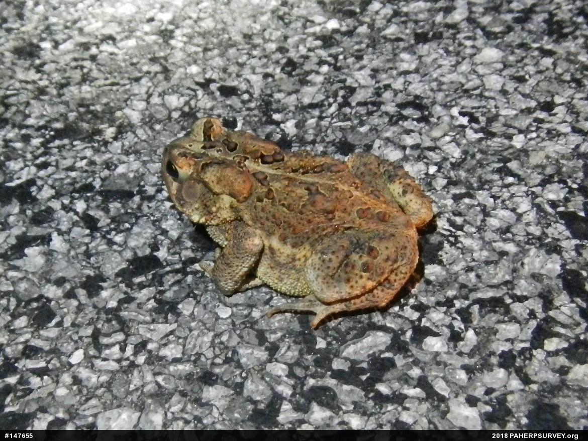 Eastern American Toad