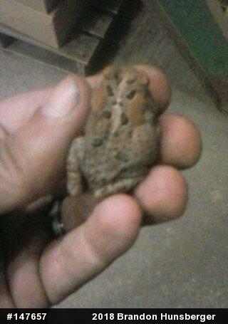 Eastern American Toad