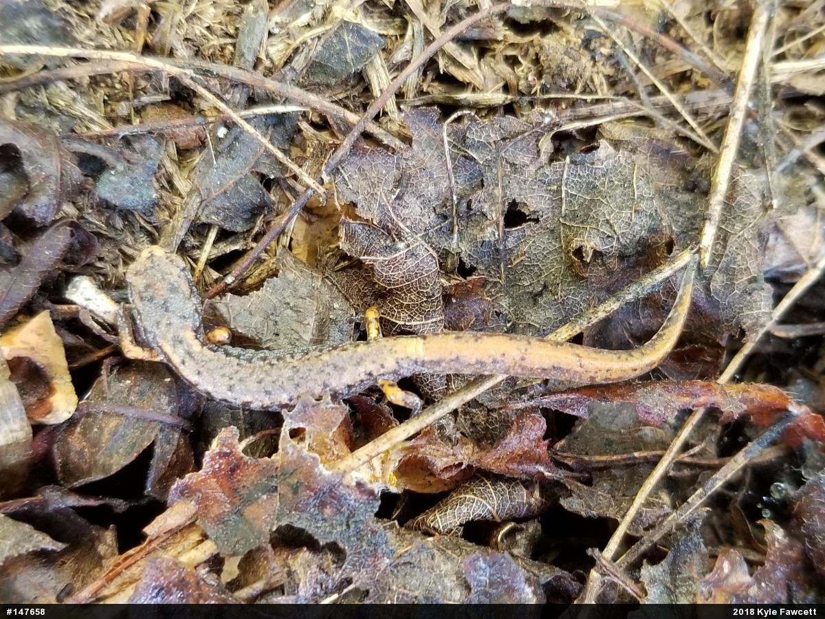 Four-toed Salamander