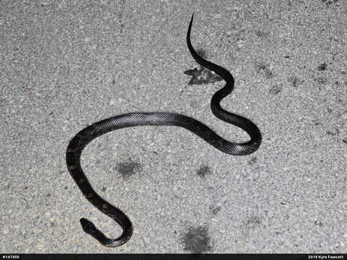 Eastern Ratsnake