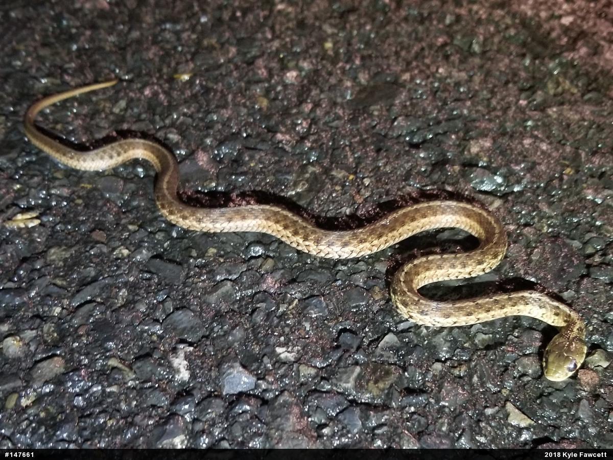 Eastern Gartersnake