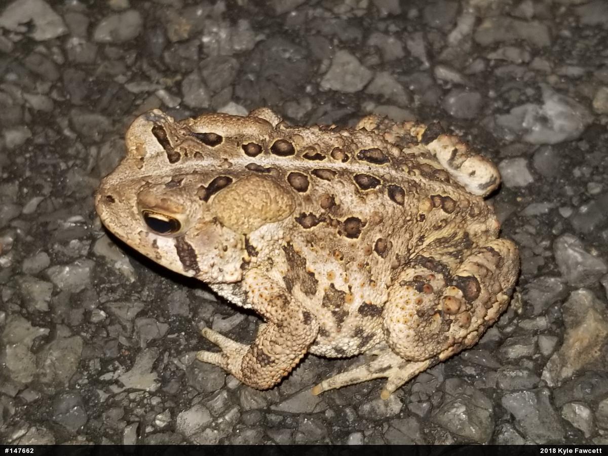 Eastern American Toad