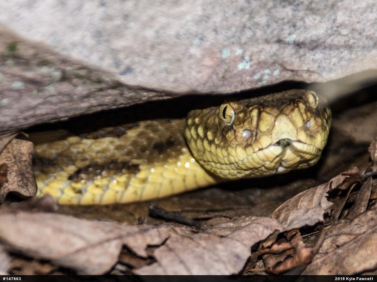 Timber Rattlesnake