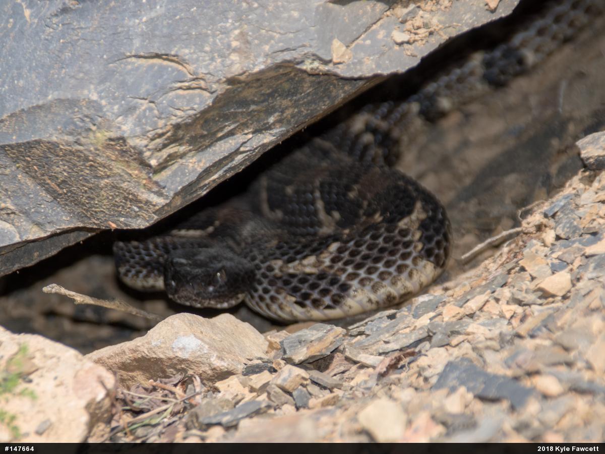 Timber Rattlesnake
