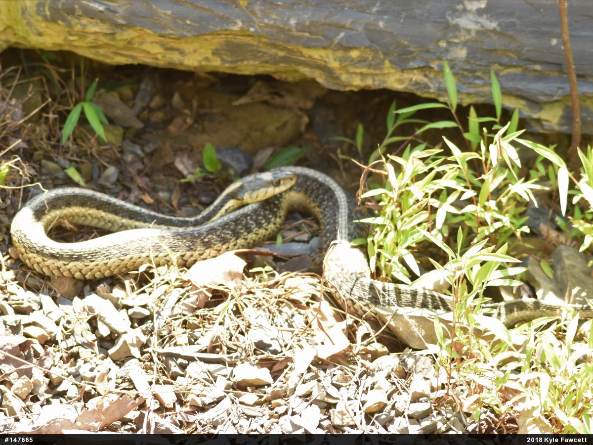 Eastern Gartersnake