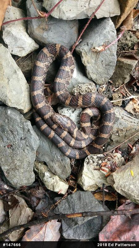 Eastern Milksnake