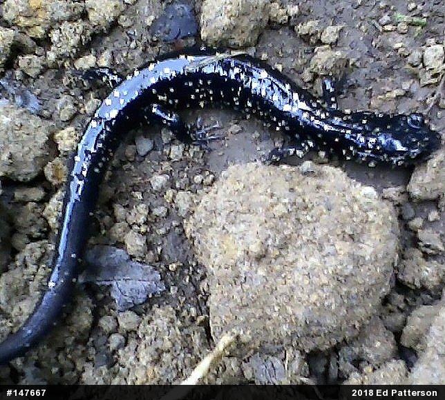 Northern Slimy Salamander