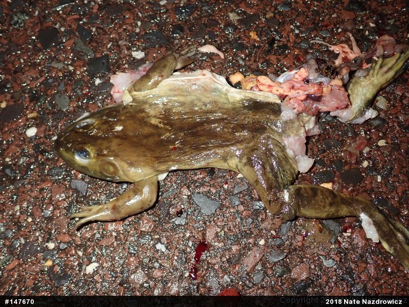 American Bullfrog