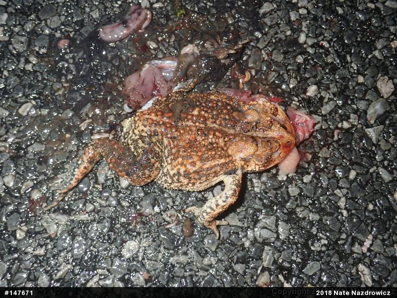 Eastern American Toad