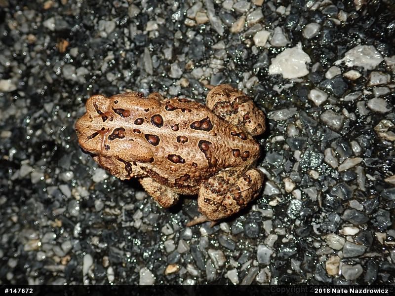 Eastern American Toad