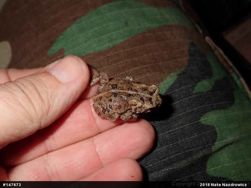 Eastern American Toad