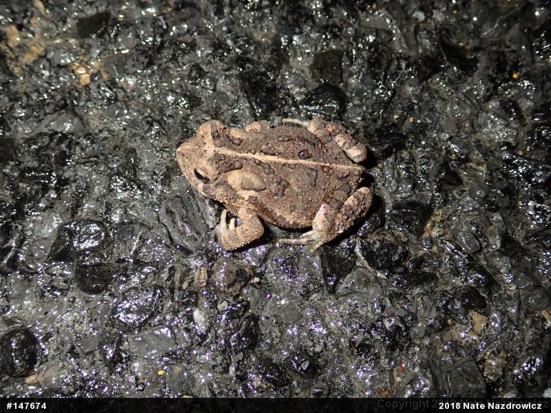 Eastern American Toad