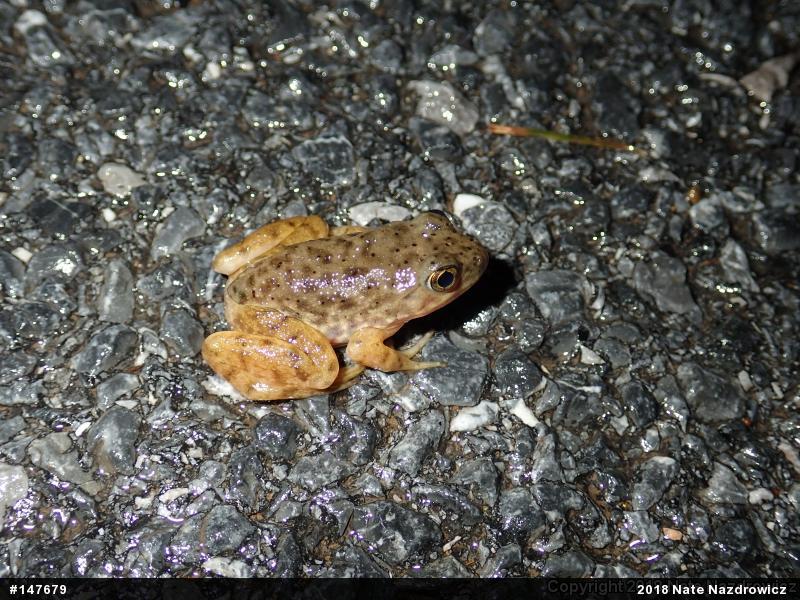 American Bullfrog