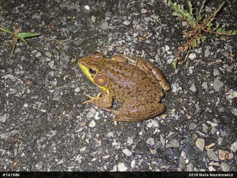 Green Frog