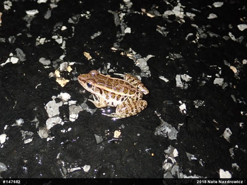 Pickerel Frog