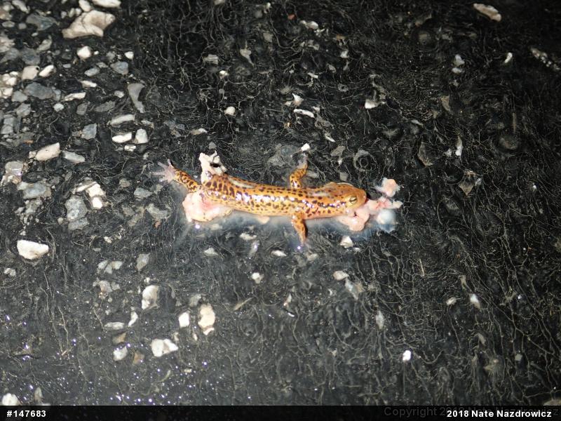 Eastern Long-tailed Salamander