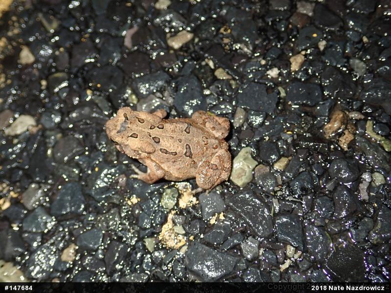 Eastern American Toad