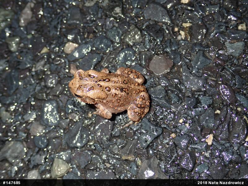 Eastern American Toad