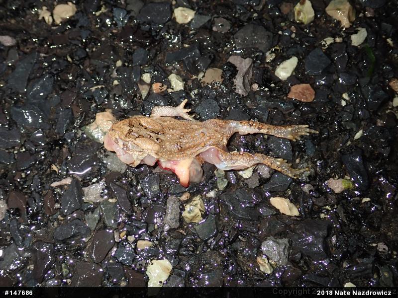 Eastern American Toad