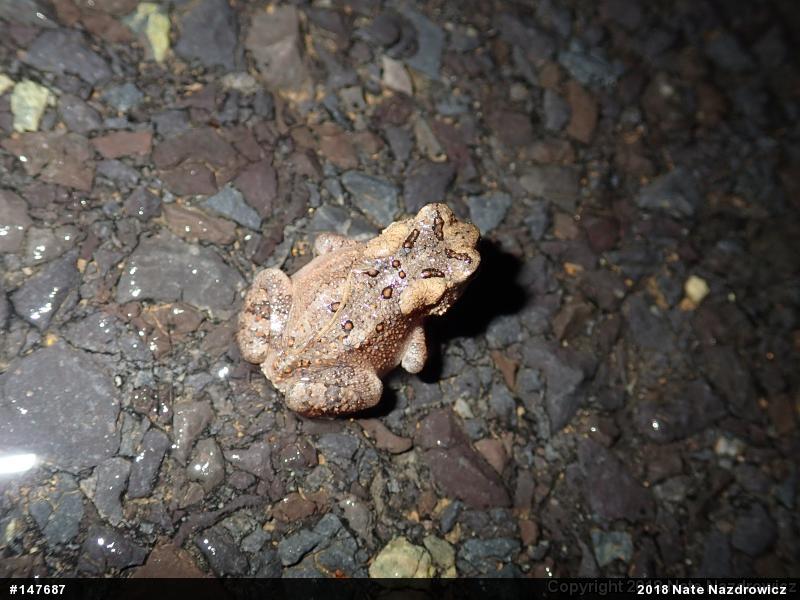 Eastern American Toad