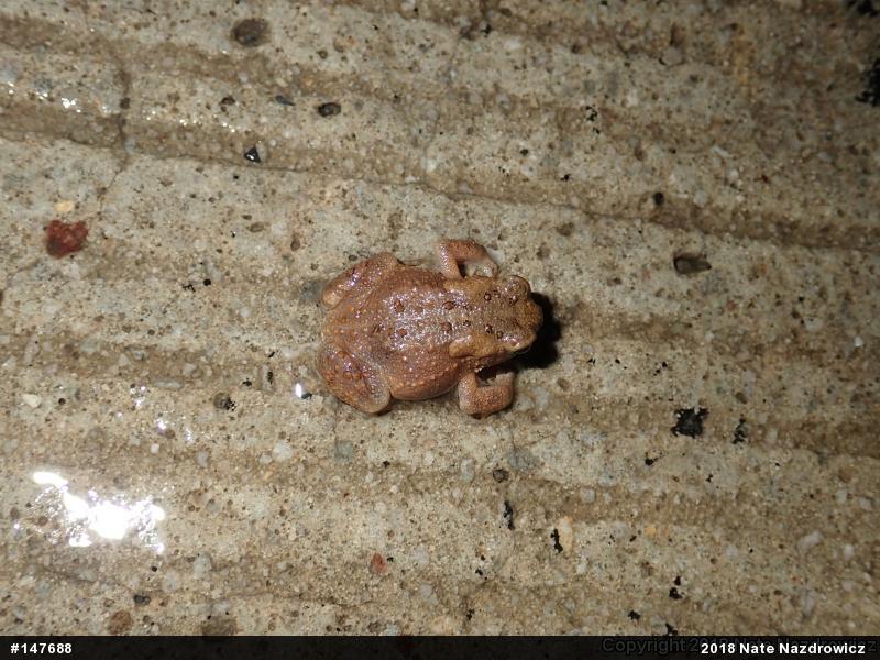 Eastern American Toad