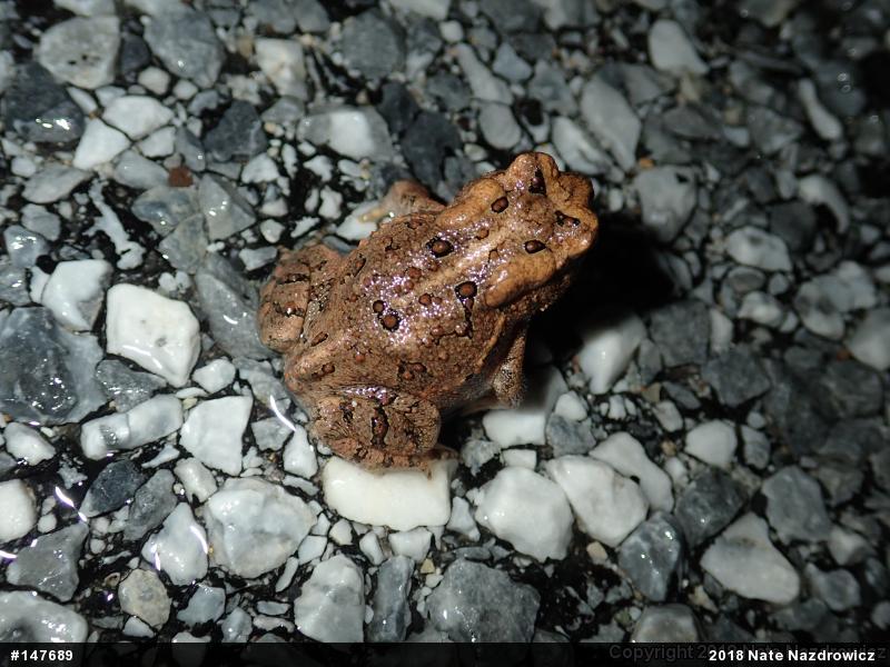 Eastern American Toad