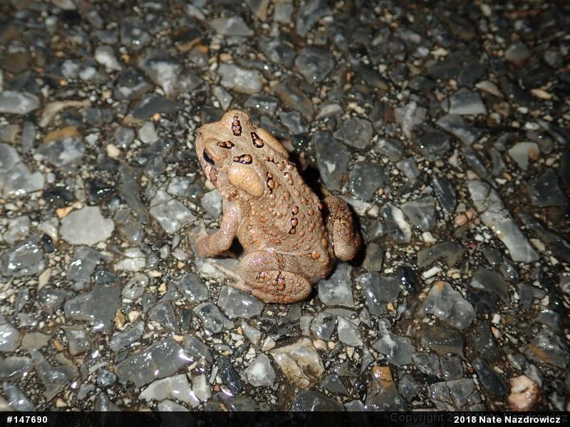 Eastern American Toad