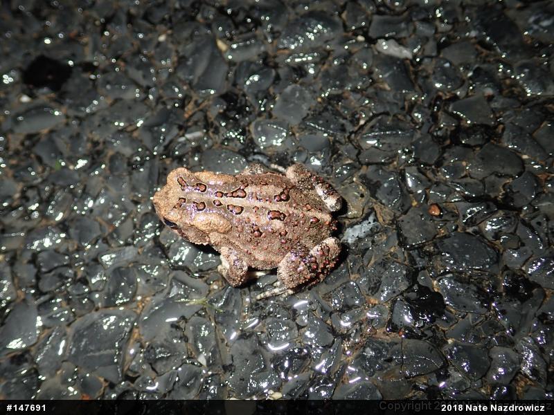 Eastern American Toad