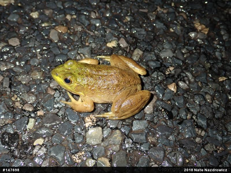 American Bullfrog