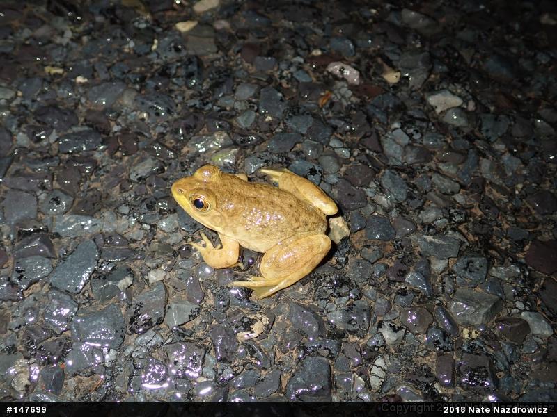 American Bullfrog