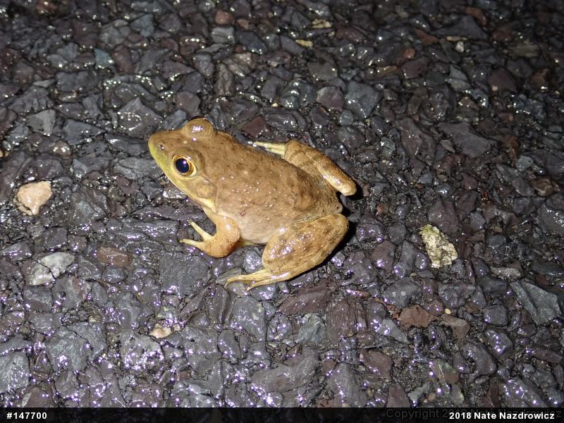 American Bullfrog