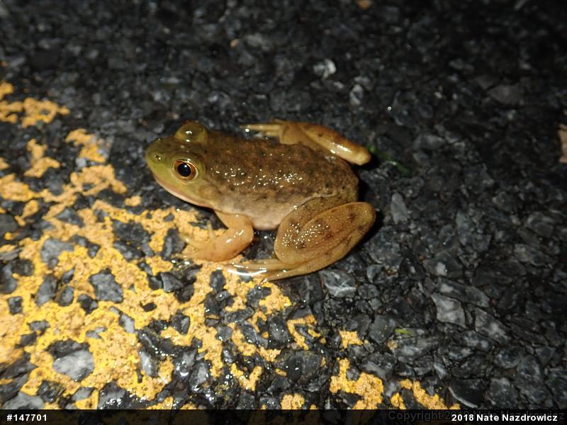American Bullfrog