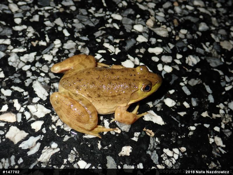 American Bullfrog
