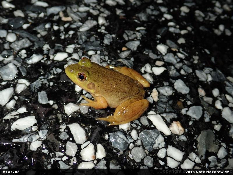 American Bullfrog